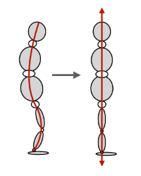 Ré-alignement de la posture dans son axe gravitaire